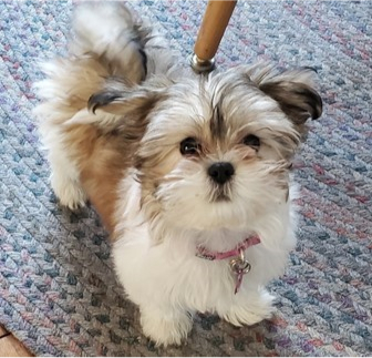 Designer Breeds Puppies For Sale Pilesgrove Pups Designer Breeds Puppies For Sale Pilesgrove Pups