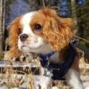 Cute Cavalier King Charles Spaniel Pup Cute Cavalier King Charles Spaniel Pup