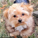 Cute Yorkshire Terrier Pup Cute Yorkshire Terrier Pup