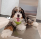 Mini Bernedoodle Being Cute Mini Bernedoodle Being Cute