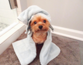 Yorkshire Terrier Being Cute Yorkshire Terrier Being Cute