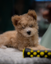 Cute Pomapoo Poodle Mix Pup Cute Pomapoo Poodle Mix Pup