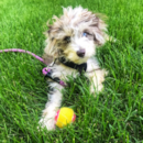 Cute Aussiepoo Poodle Mix Pup Cute Aussiepoo Poodle Mix Pup