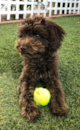 Cute Australian Poodle Mix Pup Cute Australian Poodle Mix Pup