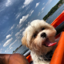 Cute Shit Designer Pup Cute Shit Designer Pup