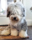 Cute English Sheep Dog Poodle Mix Pup Cute English Sheep Dog Poodle Mix Pup