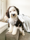 Cute Sheep Dog Poodle Mix Pup Cute Sheep Dog Poodle Mix Pup