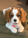 Cavalier King Charles Spaniel Being Cute Cavalier King Charles Spaniel Being Cute