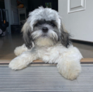 Cute Teddy Bear Pup Cute Teddy Bear Pup