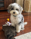 Mini Sheepadoodle Being Cute Mini Sheepadoodle Being Cute