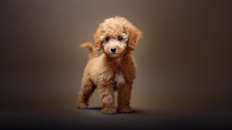Cute Poodle Purebred Pup Cute Poodle Purebred Pup