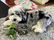 Cute Mini Sheepadoodle Pup Cute Mini Sheepadoodle Pup