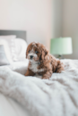 Cute Cavapoo Pup Cute Cavapoo Pup