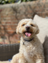 Cute Maltipoo Poodle Mix Pup Cute Maltipoo Poodle Mix Pup