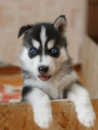 Cute Mini Husky Designer Pup Cute Mini Husky Designer Pup