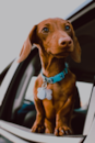 Cute Dachshund Pup Cute Dachshund Pup